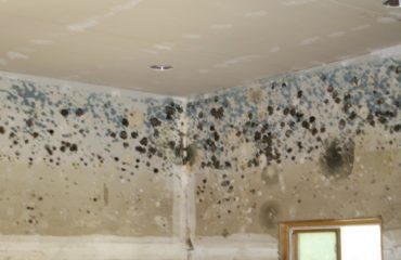 mold and mildew in walss